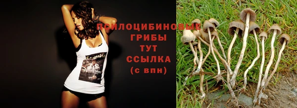 прущие грибы Алзамай