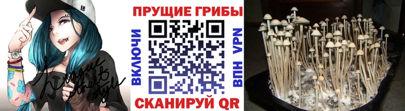 Галлюциногенные грибы GOLDEN TEACHER  как найти наркотики  Андреаполь 